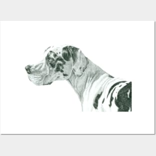 Great dane - harlequin Posters and Art